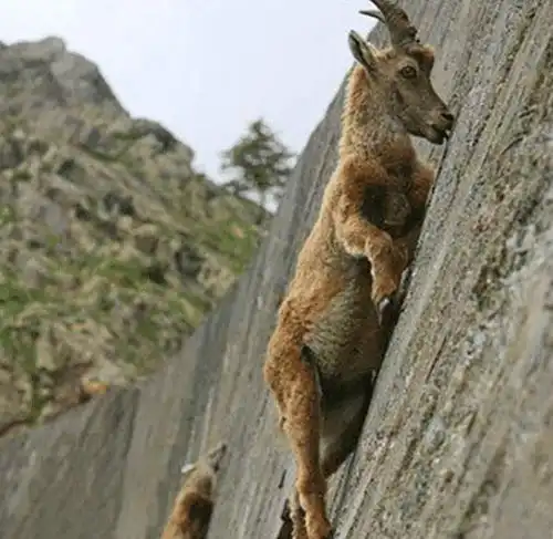 食肉动物为什么对猎物的内脏情有独钟