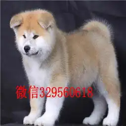 南岸哪里能买到秋田犬精品纯种日系笑脸秋田幼犬出售一窝家养的日系秋田犬精品赛级秋田犬