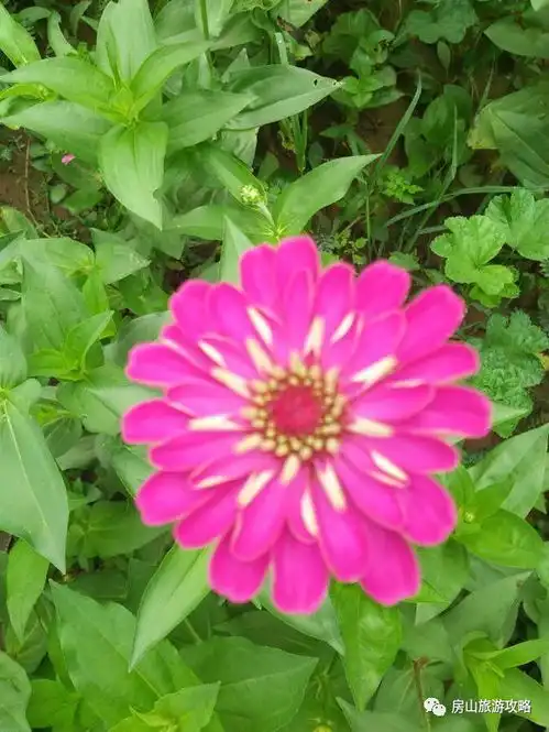 小清新圣地您身边的百日菊花海已经绽放约吗