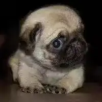 dz3260小奶狗i视频直播全集dz3260小奶狗i资料大全yy官方