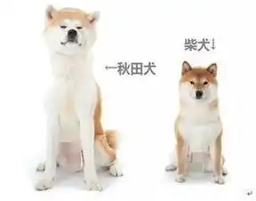 日本留学邂逅蠢萌的秋田犬