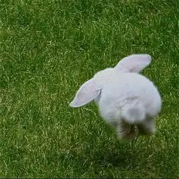 2018最新高清微信动物头像萌死人不偿命的小动物头像大全