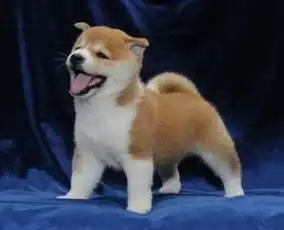 苏州哪里有卖秋田犬苏州纯种秋田犬多少钱便宜健康秋田狗价格