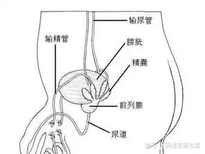 前列腺炎会引起输精管疼痛么
