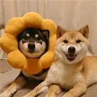 情侣头像卡通呆萌动物图片微信头像图片大全