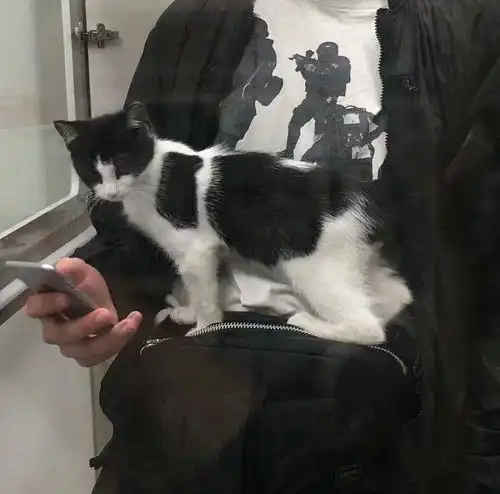 有没有一些有人有猫的女生头像