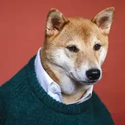 男装犬模柴犬bodhi2016最新硬照