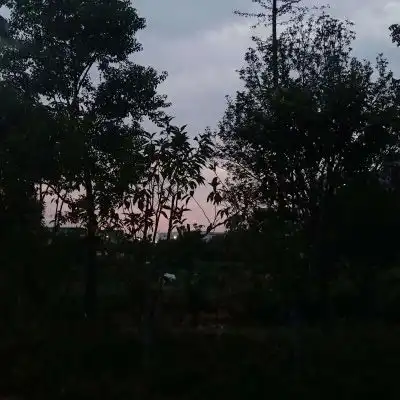 植物头像超漂亮的花草风景图片