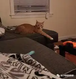 猫咪被领养后一直盯着主人看,背后的原因让人流泪