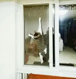 请问黑灰条纹白肚白脚的母猫是什么品种