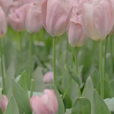 唯美风景花朵头像春日已至,记得风景静物头像我要个性网