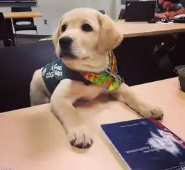 盘点服务犬的优秀品质,网友感慨我有这四条优点早就发家致富了