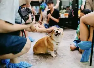 就决定是你了来云台实现萌宠小精灵梦想