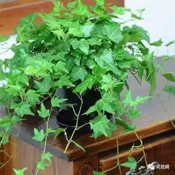适合摆放在卫生间的风水小植物,你知道几种呢