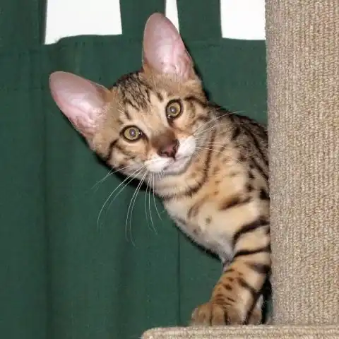 这只患有先天性白内障的孟加拉猫,却拥有一间所有猫咪都梦想的露天花园