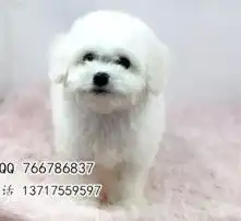 黄页88高清图片