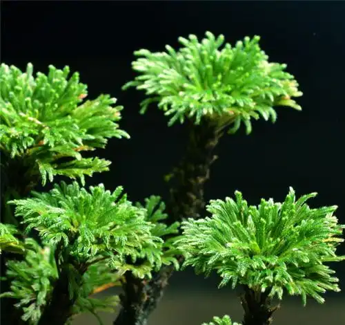 不喜欢俗气的绣球,那就在室内养几棵草吧,野性和优雅共存