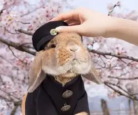 兔界的樱花制服美男诱惑