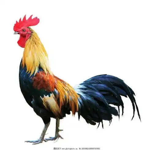 大公鸡玉米宝石原创寓言故事厉剑童