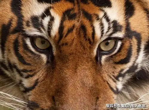 7双让猎物感到害怕的猫科动物眼睛,你最不敢和哪一双对视