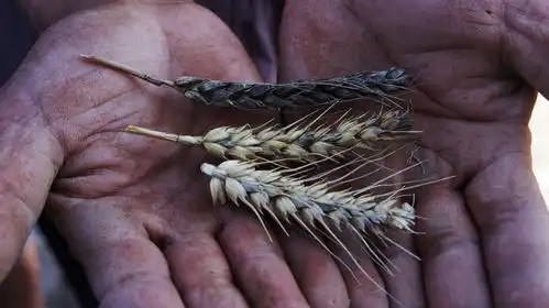 成熟小麦和霉变小麦