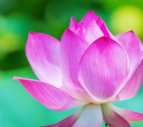 11月5日一11月12日,好运不断的星座