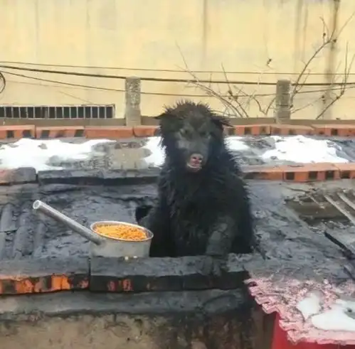 终于复工了再在家里呆下去,就连狗子们都快疯了