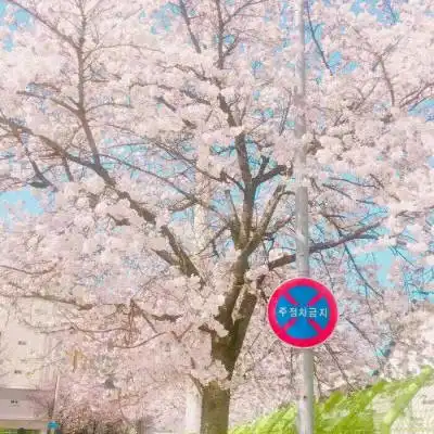 樱花头像图片大全高清微信头像樱花唯美盛开