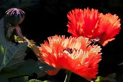 最会撩人的几个星座,看似高冷,其实心里都住着人