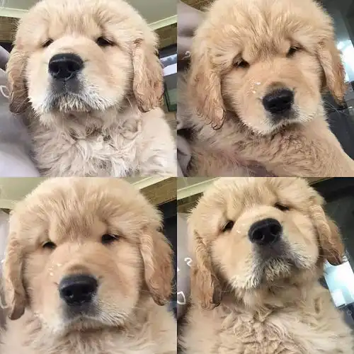 史上最抑郁的金毛,这究竟是受了多大的委屈啊