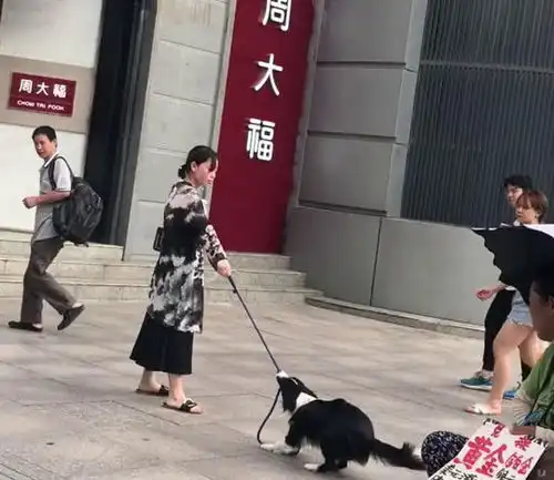 女主人想去买首饰,结果狗狗拉着不让去,网友估计男主人交代过