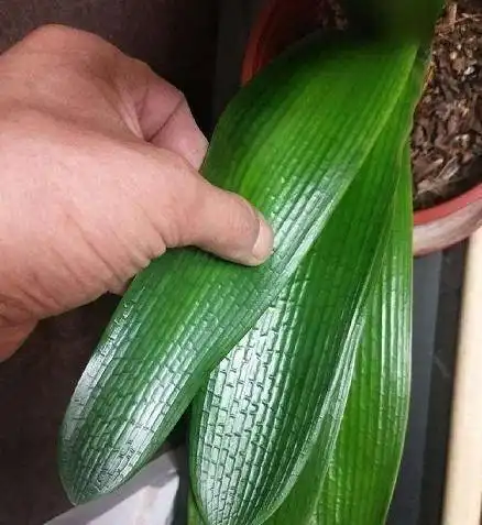 当我们的盆栽花卉耷拉萎蔫时,先不要浇水,这样做轻松解决