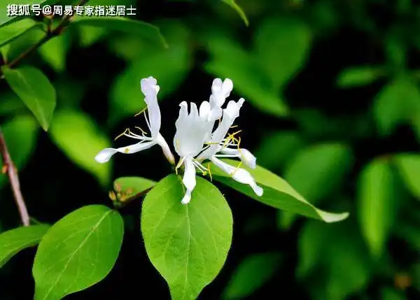 鼻子看相算命男女大鼻子的面相好不好能积蓄大财是真的吗