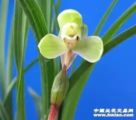 春兰四大天王之一集圆4苗1花2芽