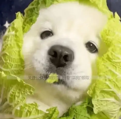 菜狗头像丨菜狗图片丨笑死睡会用这个头像啊