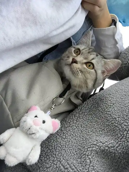 我是一只猫,我来论述一下男女交往问题