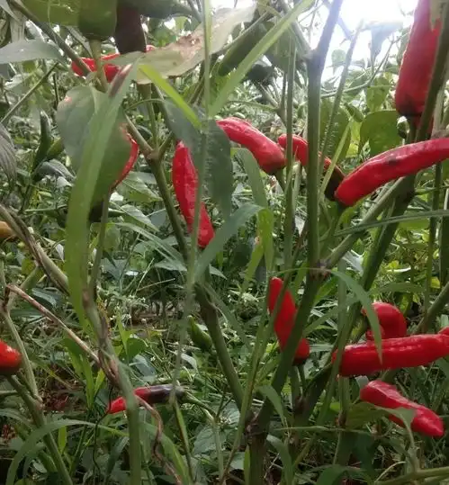 麻乍镇双包塘社区500亩辣椒获丰收群众增收有希望