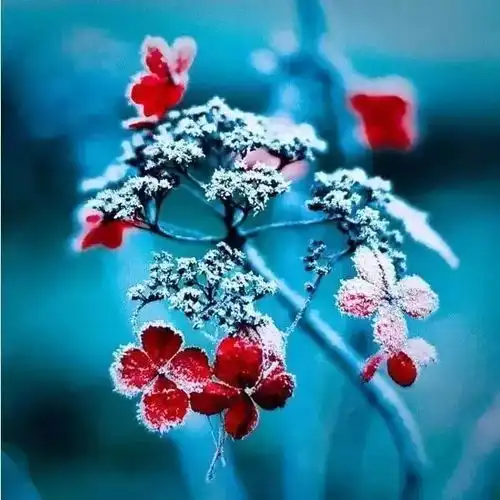 难得一见的雪中花和鸟,美到心醉