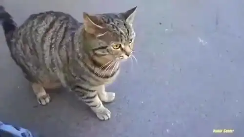 喂了半年的野生超凶狸花猫,摸一下都要挨打,太凶了
