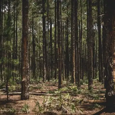 清新唯美头像,森林里笔直生长的树木