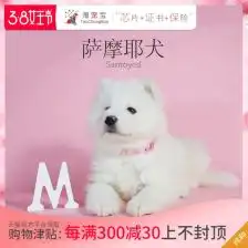 微笑天使幼犬