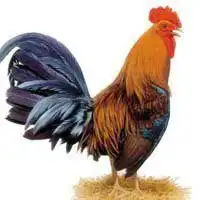 头像鸡头像图片大全微信头像图片大全