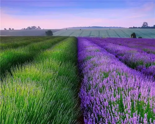 薰衣草种植,容器怎么选择你知道怎么挑吗