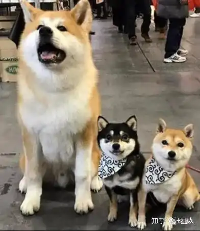 2只豆柴散步遇到一只秋田犬,结果站在一起后,网友笑喷最萌身高差