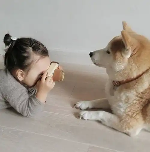 萌化了3岁混血小萝莉和一只胖柴犬的甜蜜日常