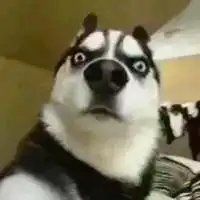 狗头像可爱搞笑微信头像图片大全