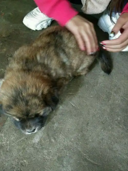 饭店门口捡来一只流浪小奶狗,狗狗神情太忧伤了,老板却怒了