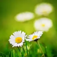 独自绽放的小花儿,自然清新的花朵风景头像