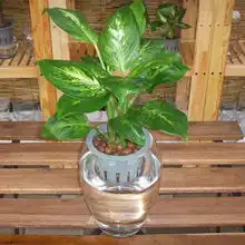 星座家居风水十二星座最搭配的风水植物
