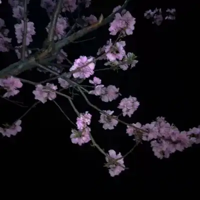 客桥.花朵专辑希望我们可以在以风景静物头像我要个性网